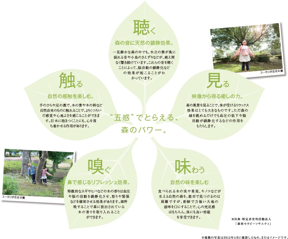 ビューガーデン “五感”でとらえる、森のパワー。 ユーカリが丘北公園