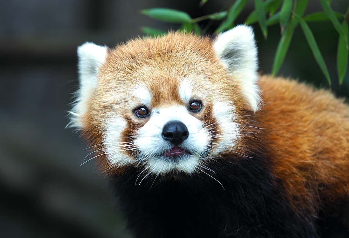 千葉市動物公園