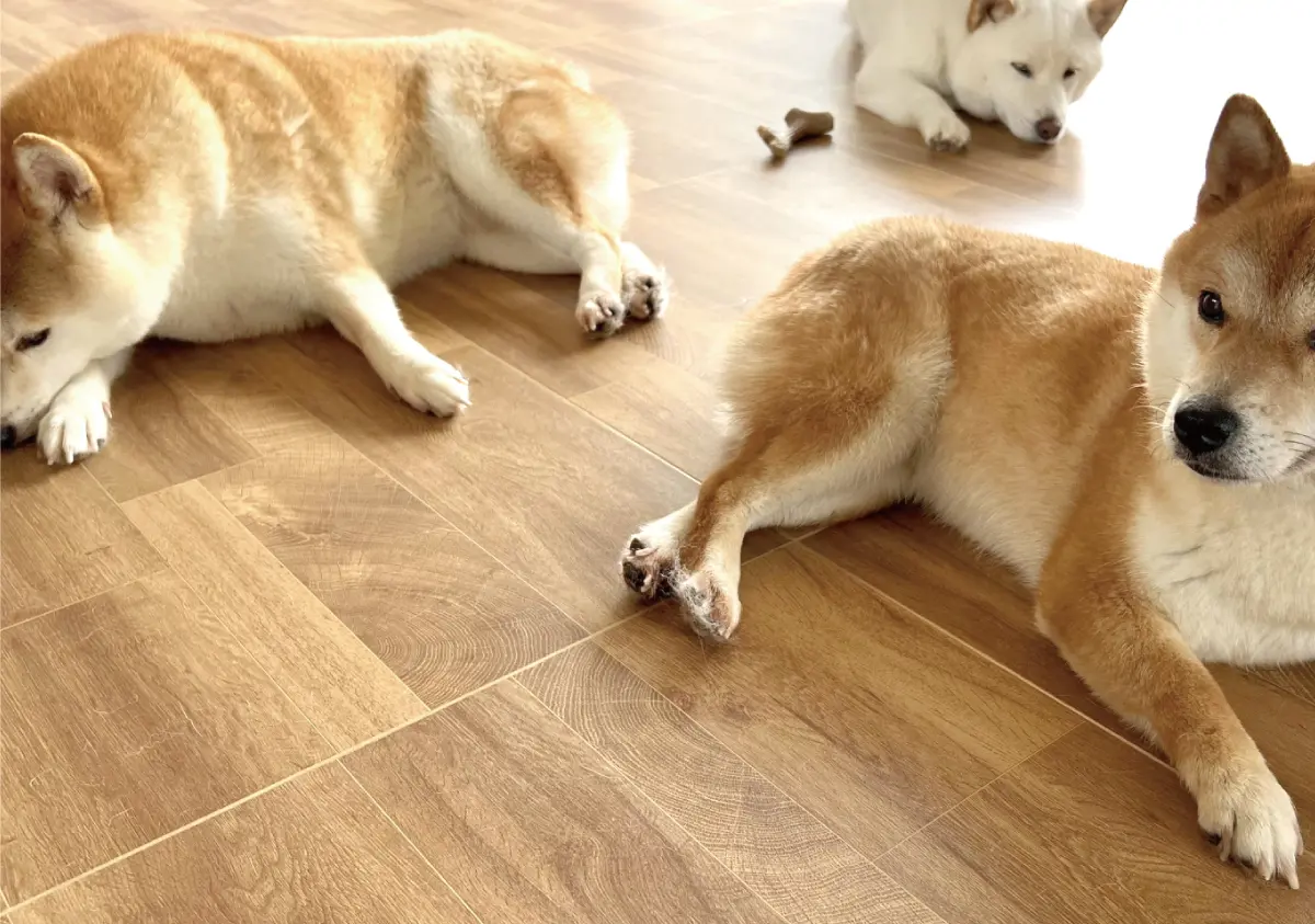 ペット用フロア image