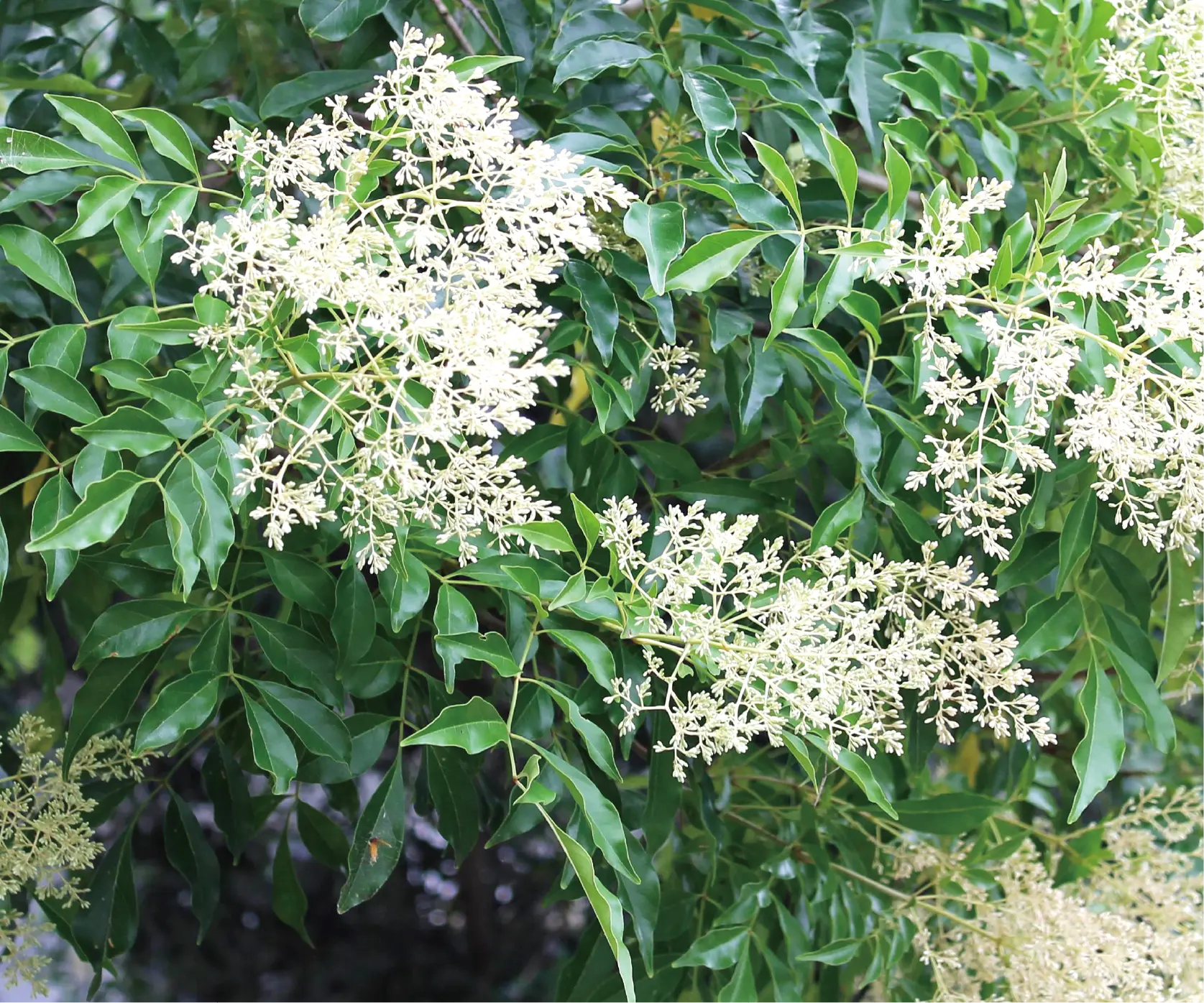 多彩な樹木