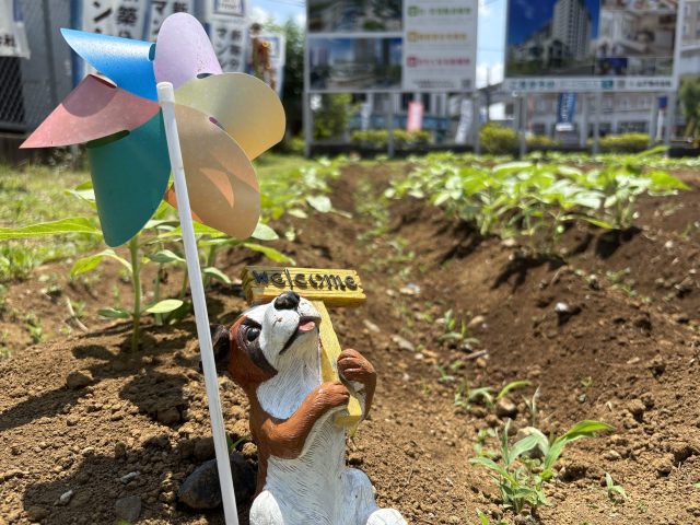 夏の風物詩『ひまわり大作戦』街ギャラリーにて開催！